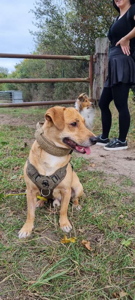 Hundetreffen-Soziale Kontakte für Pepe-Profilbild
