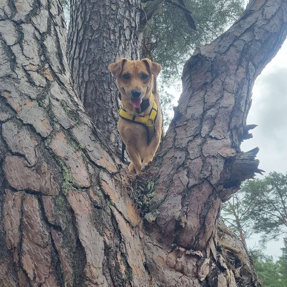 Hoch hinaus 🌳 Banner