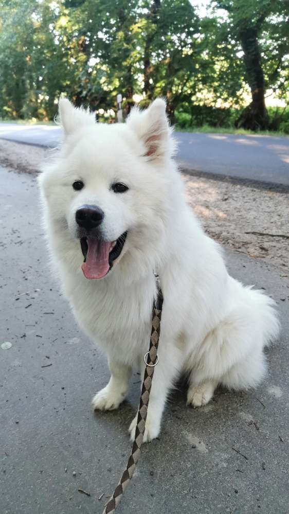 Hundetreffen-Spielfreund/in gesucht-Profilbild