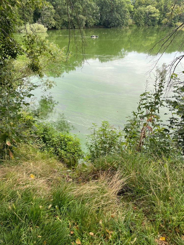 Giftköder-Blaualgen im Auensee-Profilbild