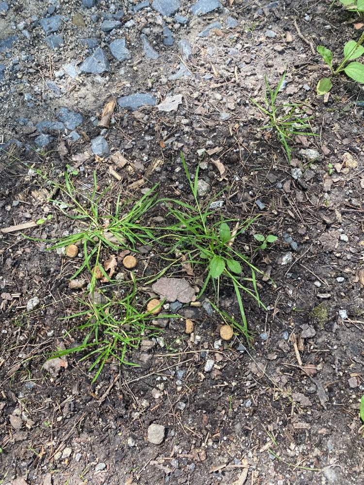 Giftköder-Hundefutter auf Waldweg-Profilbild