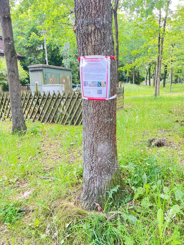Giftköder-Eichenprozessionsspinner in Hohengatow-Profilbild