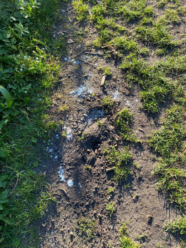 Giftköder-Mierendorffinsel Weißes körniges Pulver-Profilbild