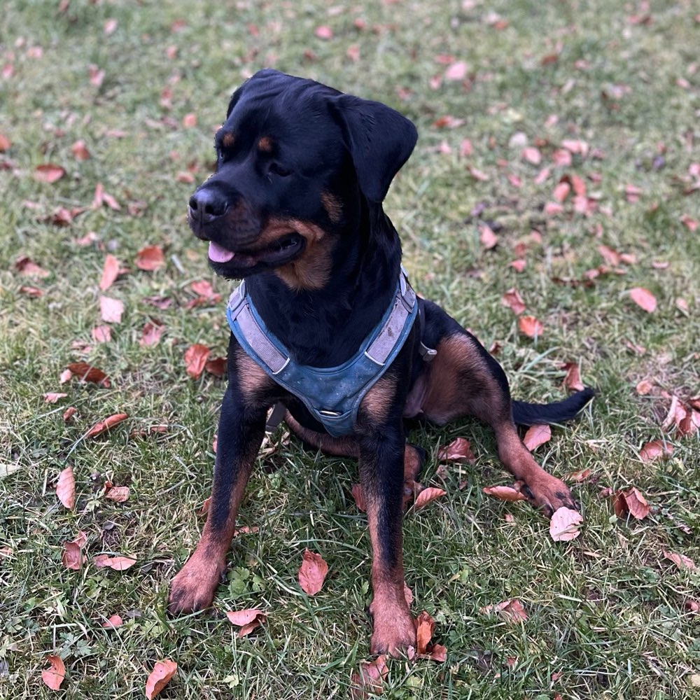 Hundetreffen-Social-Treffen/ aneinander vorbeigehen-Profilbild