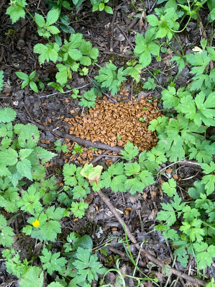 Giftköder-Katzenfutter-Profilbild