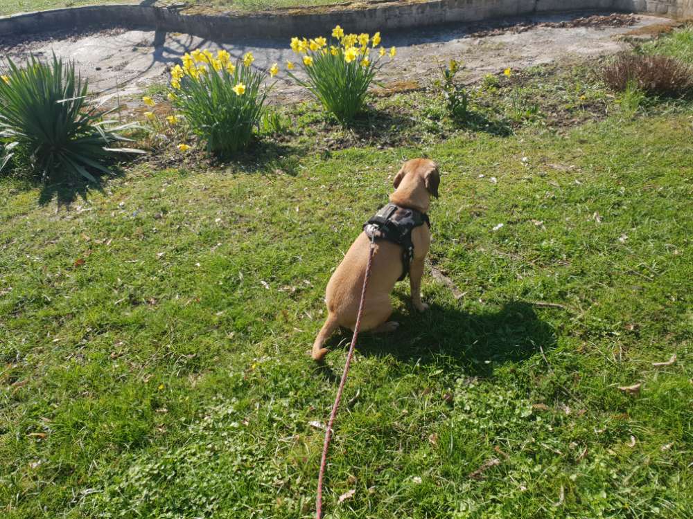 Hundetreffen-Gassi und Spiel Hunde Kumpel gesucht.-Profilbild