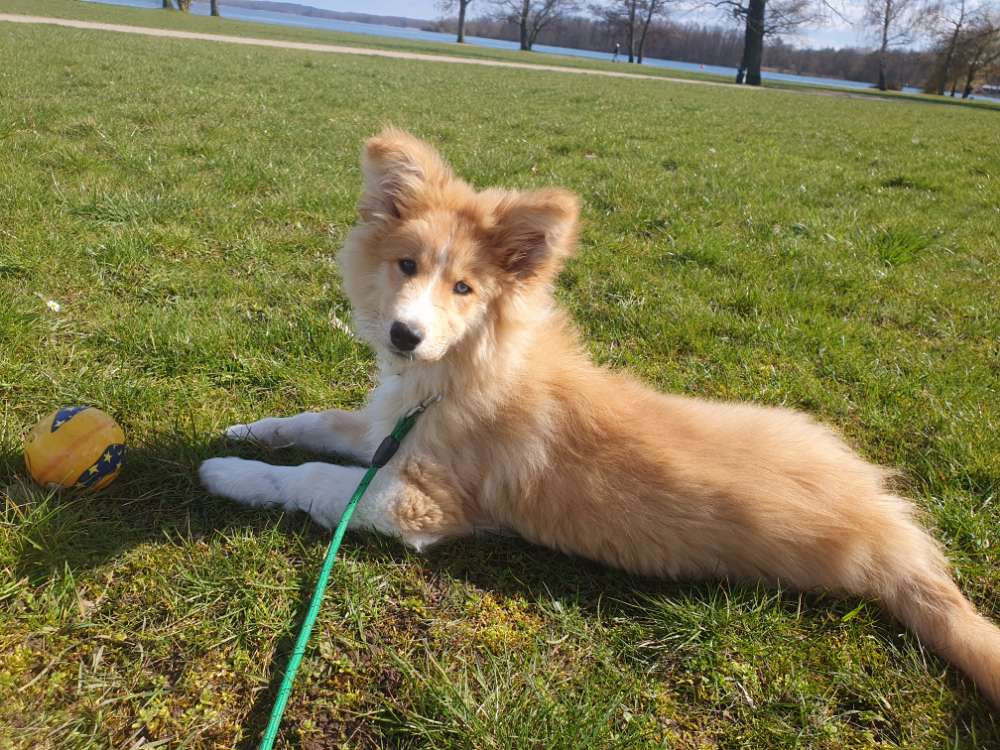 Hundetreffen-Treffen zum Toben-Profilbild