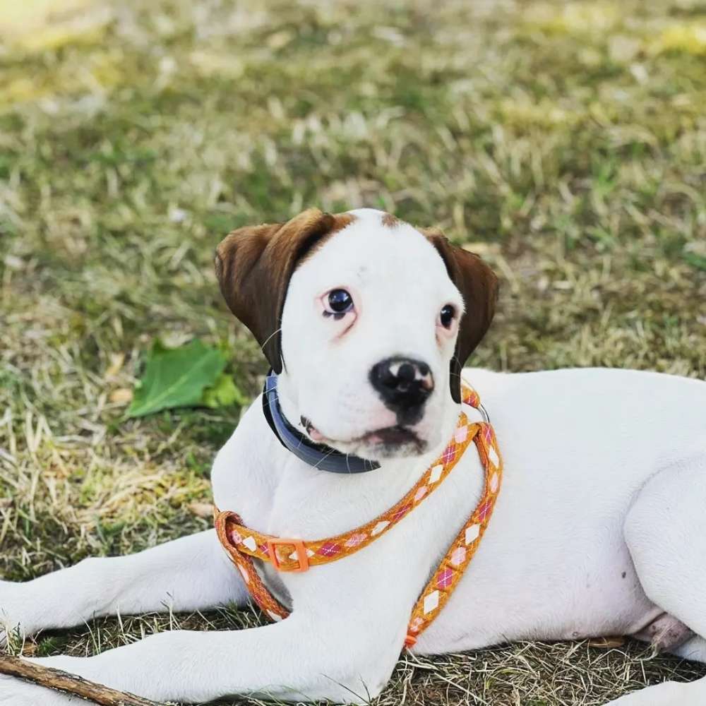 Hundetreffen-Welpenspielrunde in Borna gesucht.-Profilbild