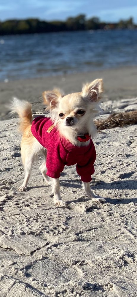 Hundetreffen-Spielrunde für Minihunde-Profilbild