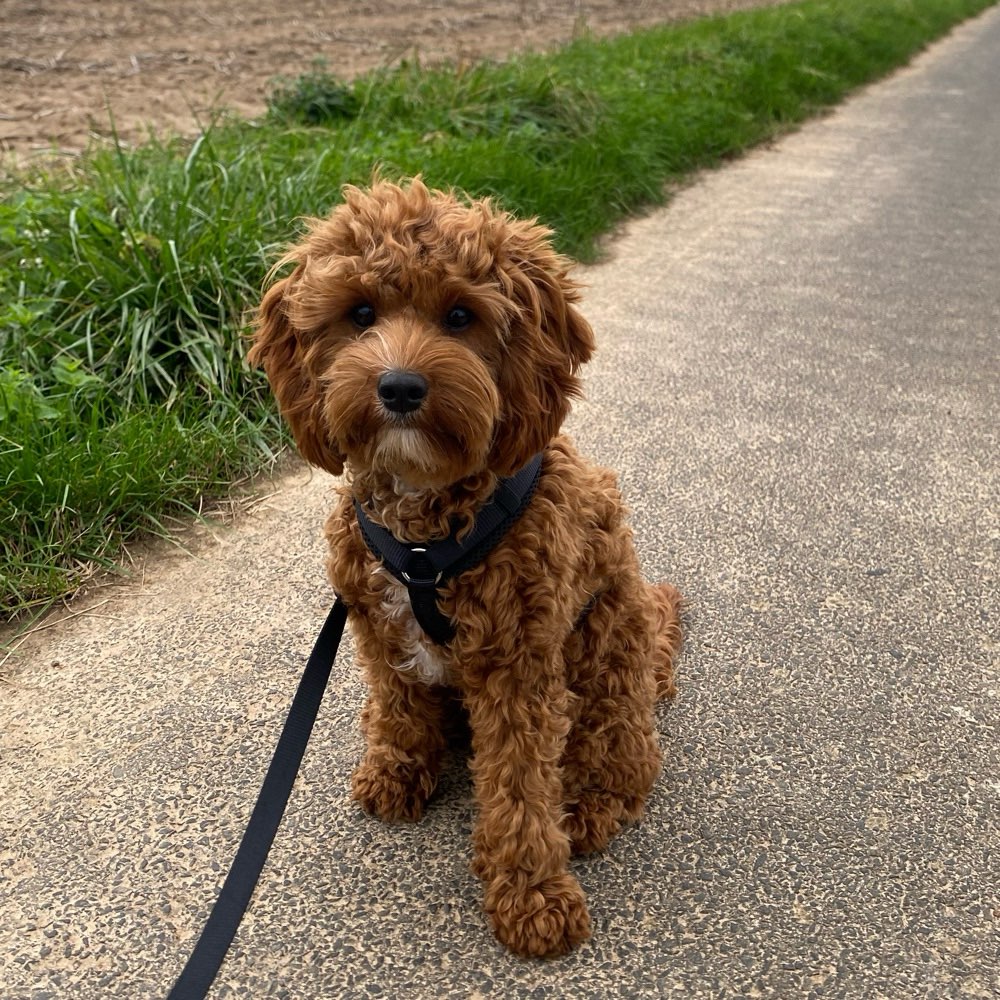 Hundetreffen-Spielfreund gesucht-Profilbild