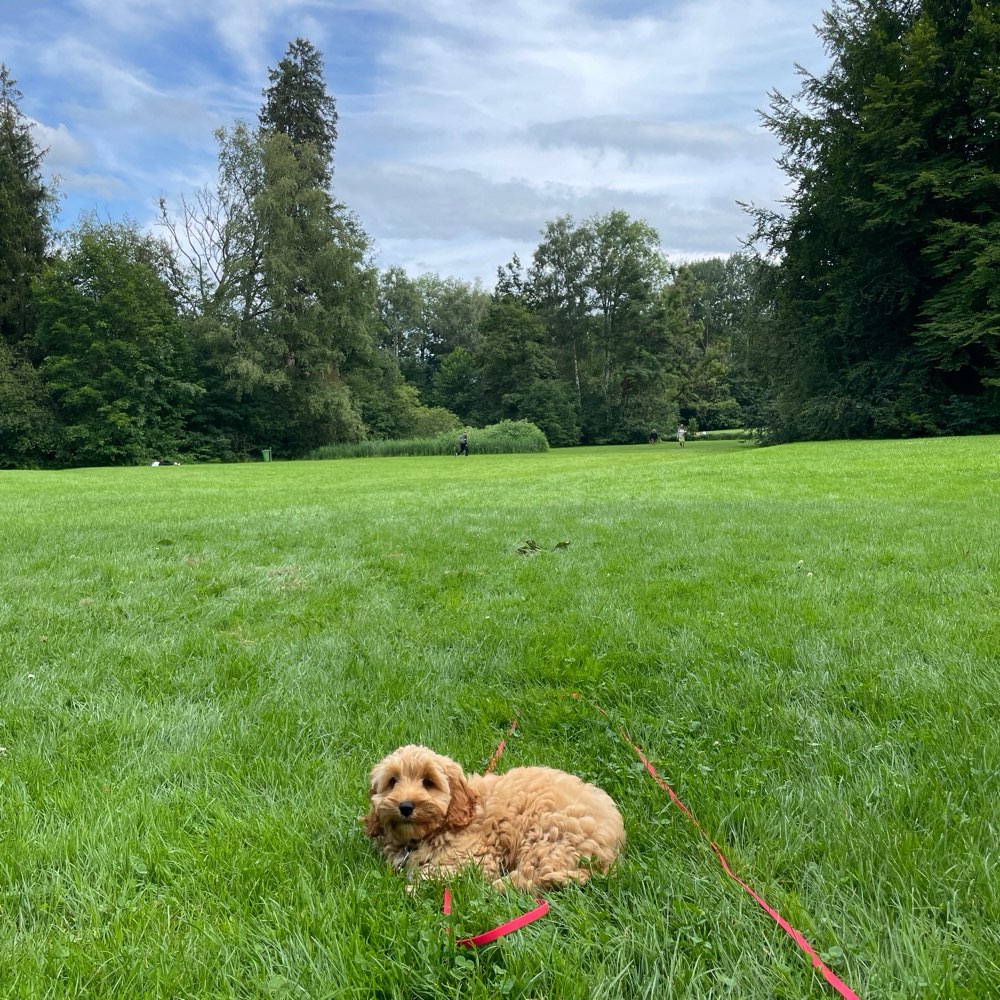 Hundetreffen-Welpentreff Isar-Profilbild