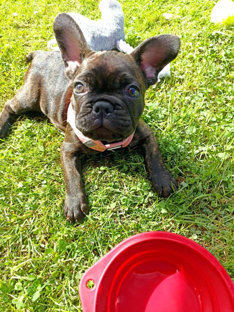 Hundetreffen-Spielpartner gesucht-Profilbild