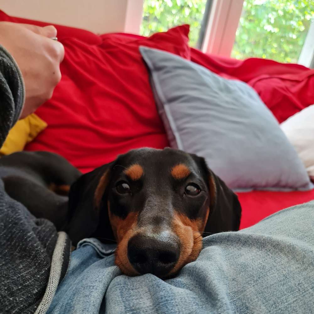 Hundetreffen-Spielfreunde gesucht-Profilbild