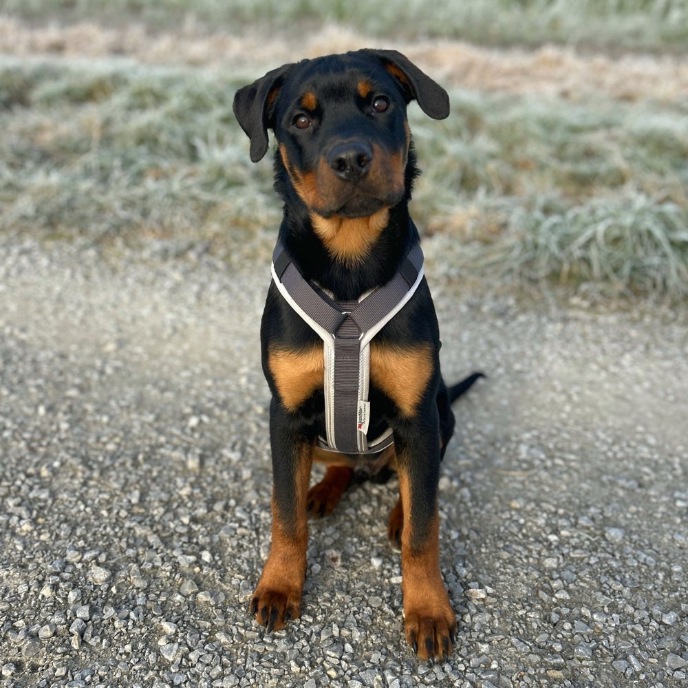 Hundetreffen-🐾 Spielkumpel gesucht 🐾-Profilbild