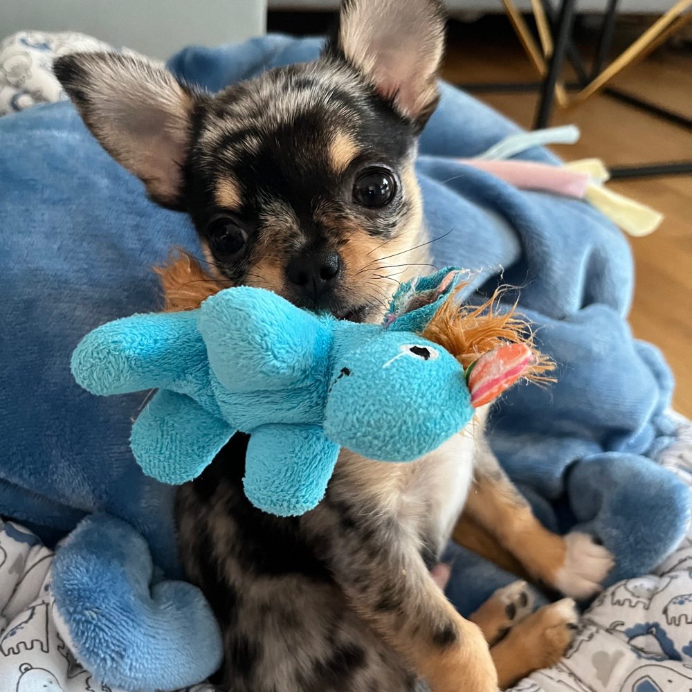 Hundetreffen-Spaziergang mit Minis (Chihuahua & Co)-Profilbild