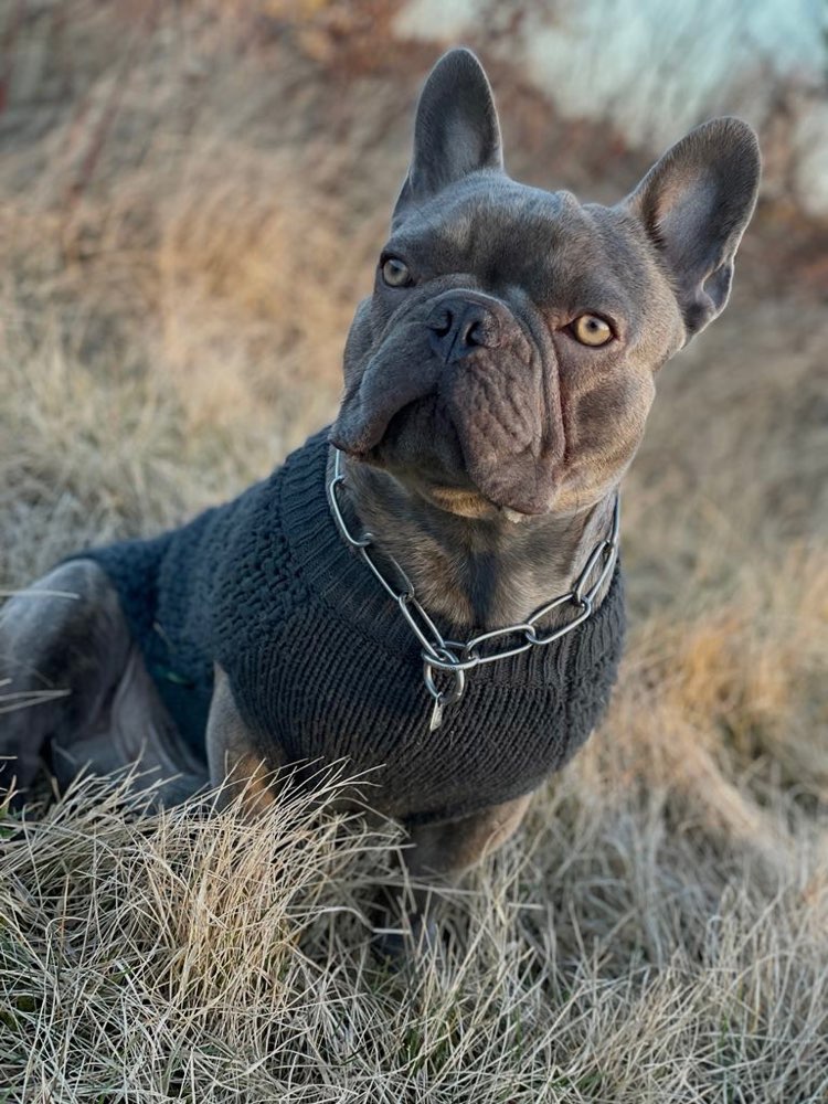 Hundetreffen-Spiel- und Gassirunde gesucht!-Profilbild