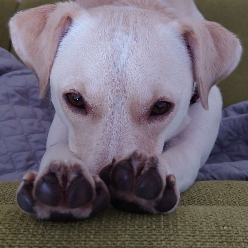 Hundetreffen-Walking or playdate-Profilbild