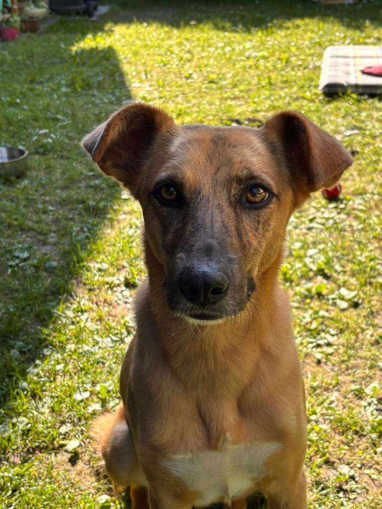 Hundetreffen-Gassigehen-Profilbild