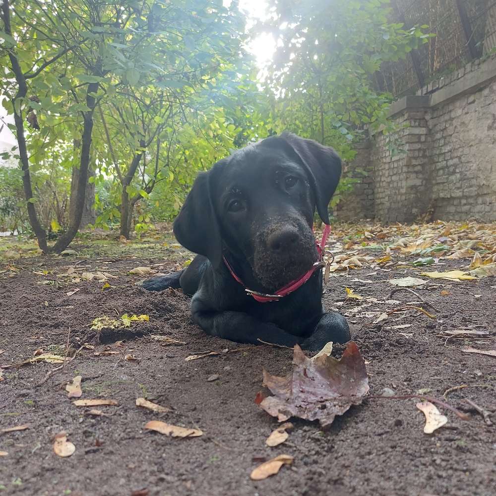 Hundetreffen-Spiel treffen für Laila-Profilbild