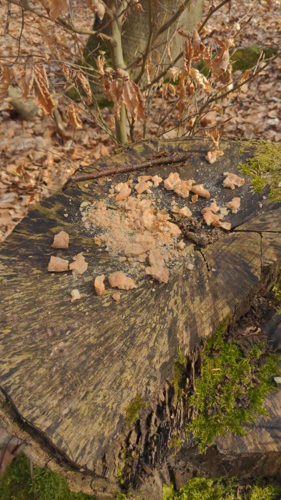 Giftköder-Giftköder-Profilbild