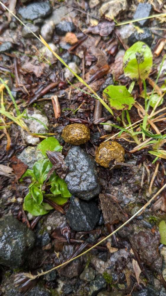 Giftköder-Verdacht auf Giftköder-Profilbild