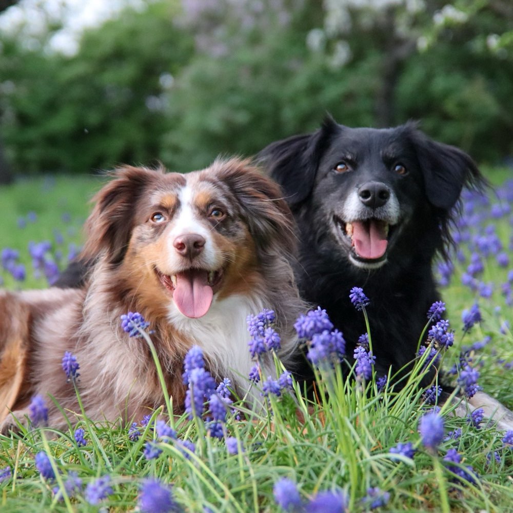 Hundetreffen-Gassi- / Trainingspartner gesucht-Profilbild