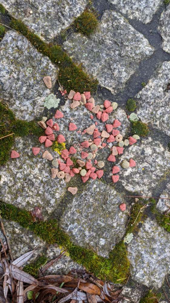 Giftköder-Trockenfutter ausgelegt-Profilbild