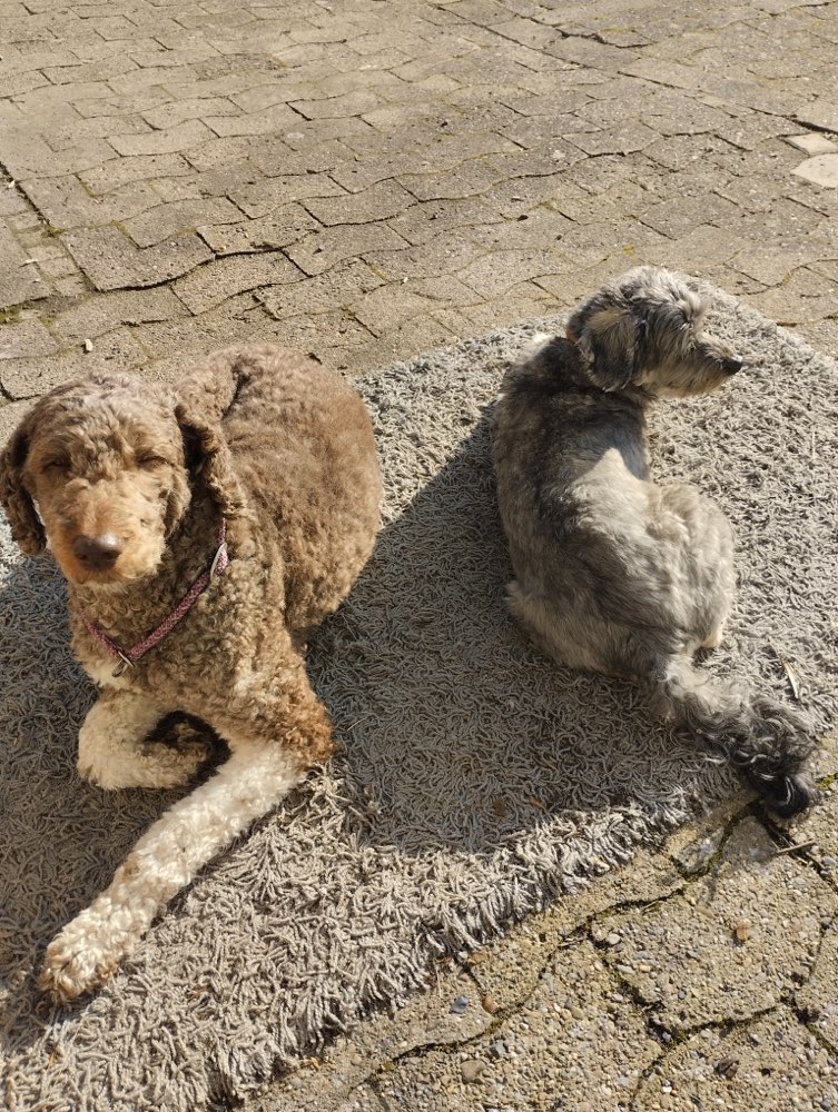 Hundetreffen-Hunderunde in Holtensen-Profilbild