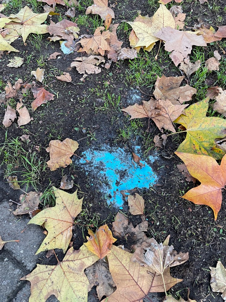 Giftköder-Vermutlich Rattengift-Profilbild