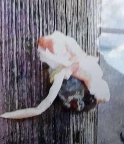 Giftköder-Steine mit Speck, Salami mit Chilipaste-Profilbild