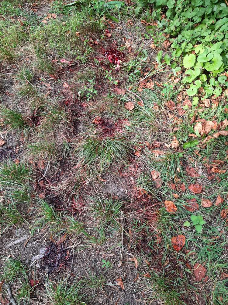 Giftköder-Blut und Innereien-Profilbild