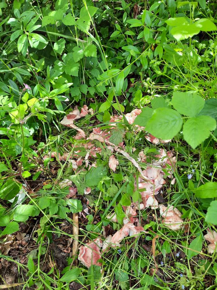 Giftköder-Rohes Fleisch nahe dem Waldkindergarten-Profilbild