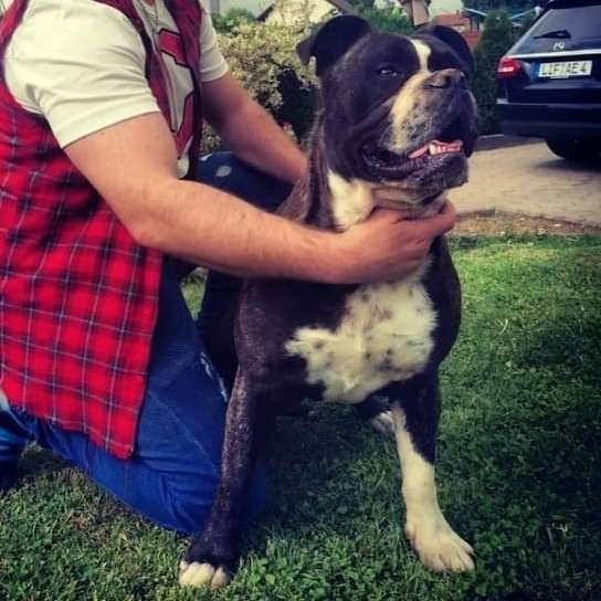 Hundetreffen-Gassirunde/Spielkameraden-Profilbild