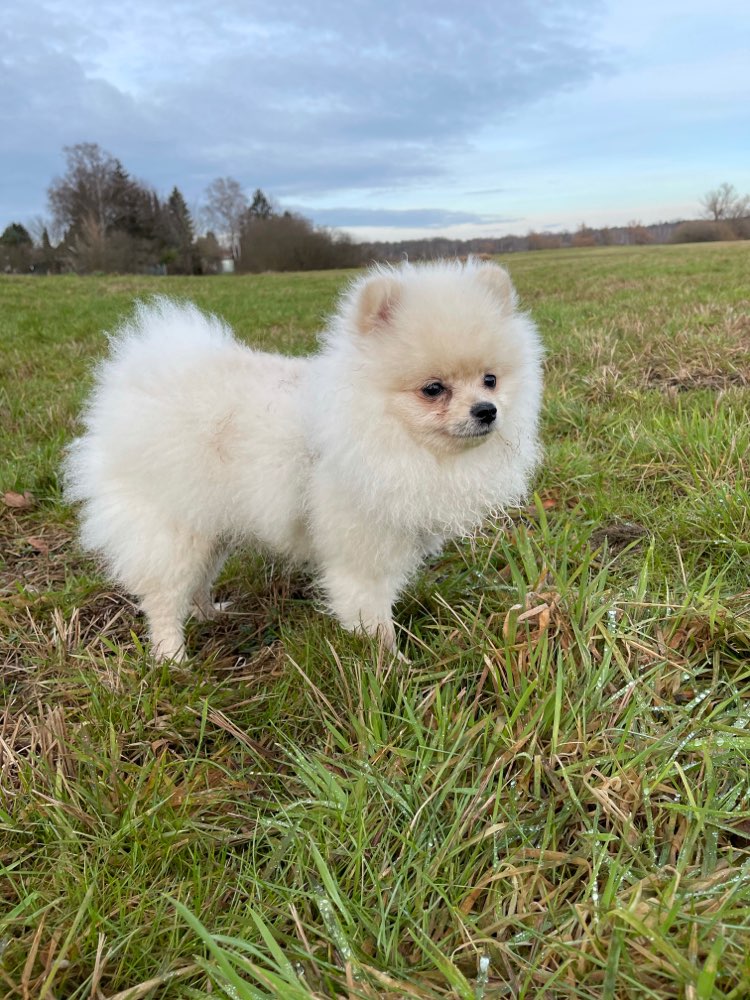 Hundetreffen-Hundetreff Mini Hunde 🐶-Profilbild