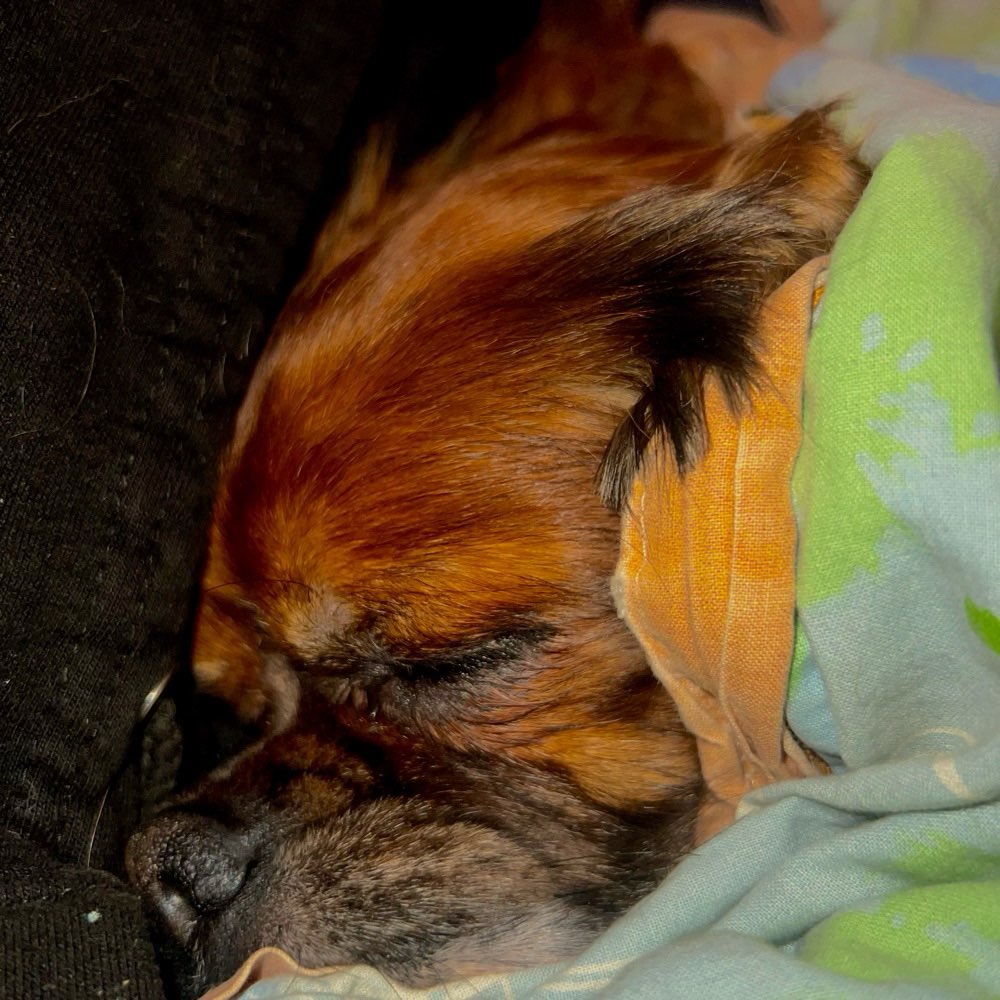 Hundetreffen-Gassi oder Spielrunde-Profilbild