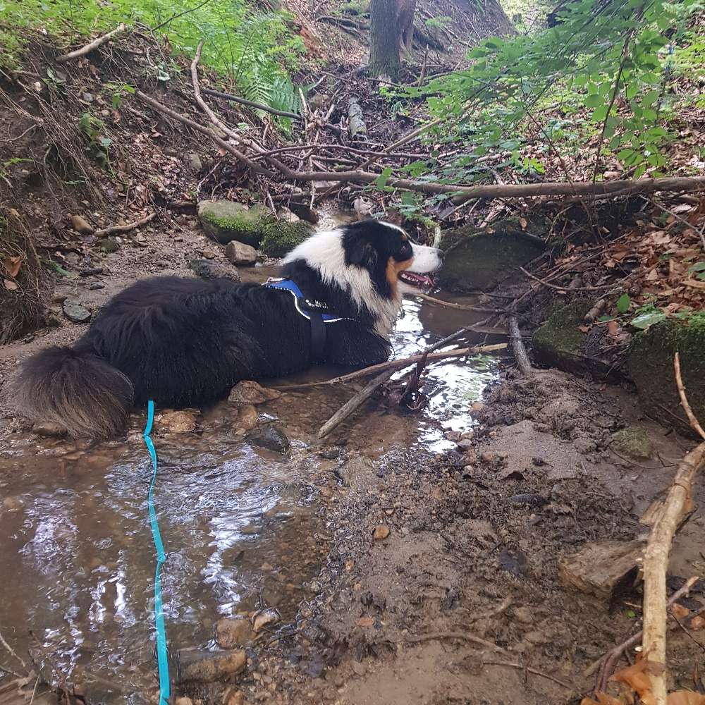 Hundetreffen-Hundefreunde gesucht-Profilbild