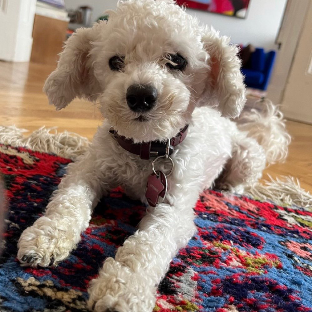 Hundetreffen-Freunde für ängstlichen Hund gesucht-Profilbild