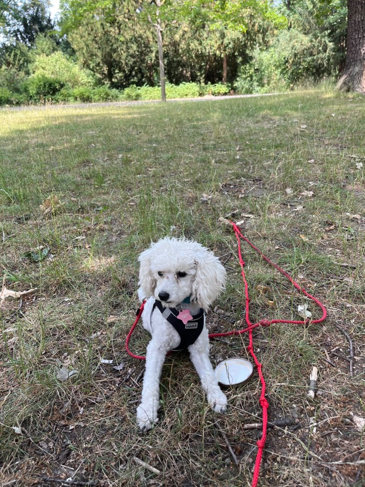 Hundetreffen-Spieltreffen für kleine Junghunde-Profilbild