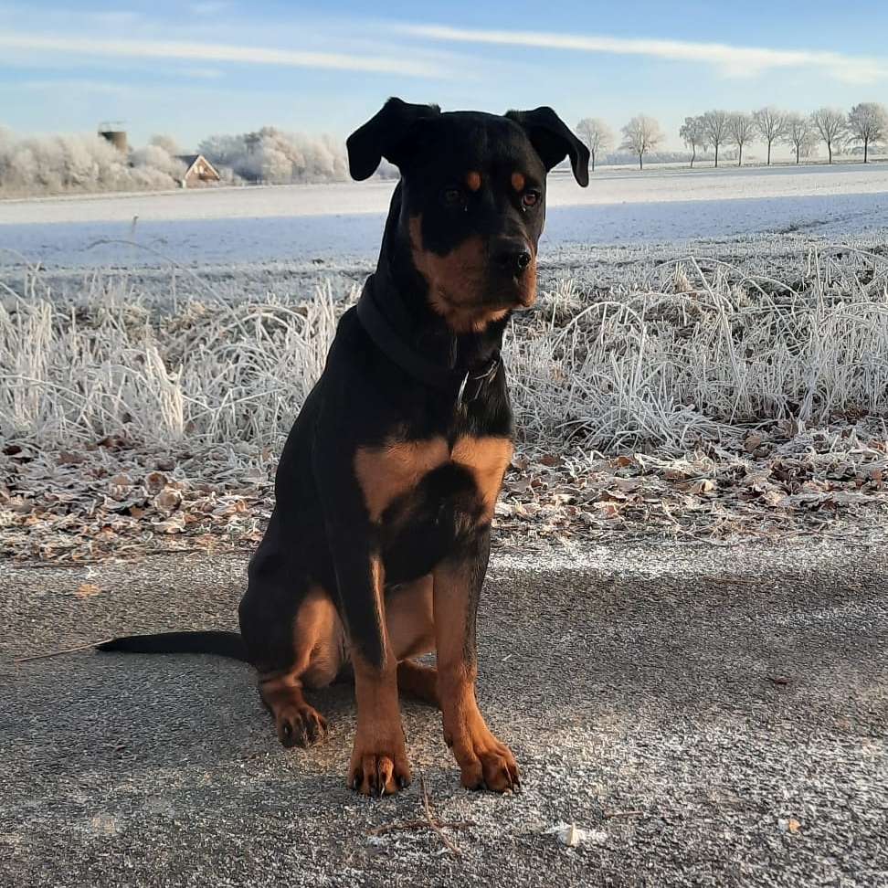 Hundetreffen-Spiel und Trainingskumpels-Profilbild