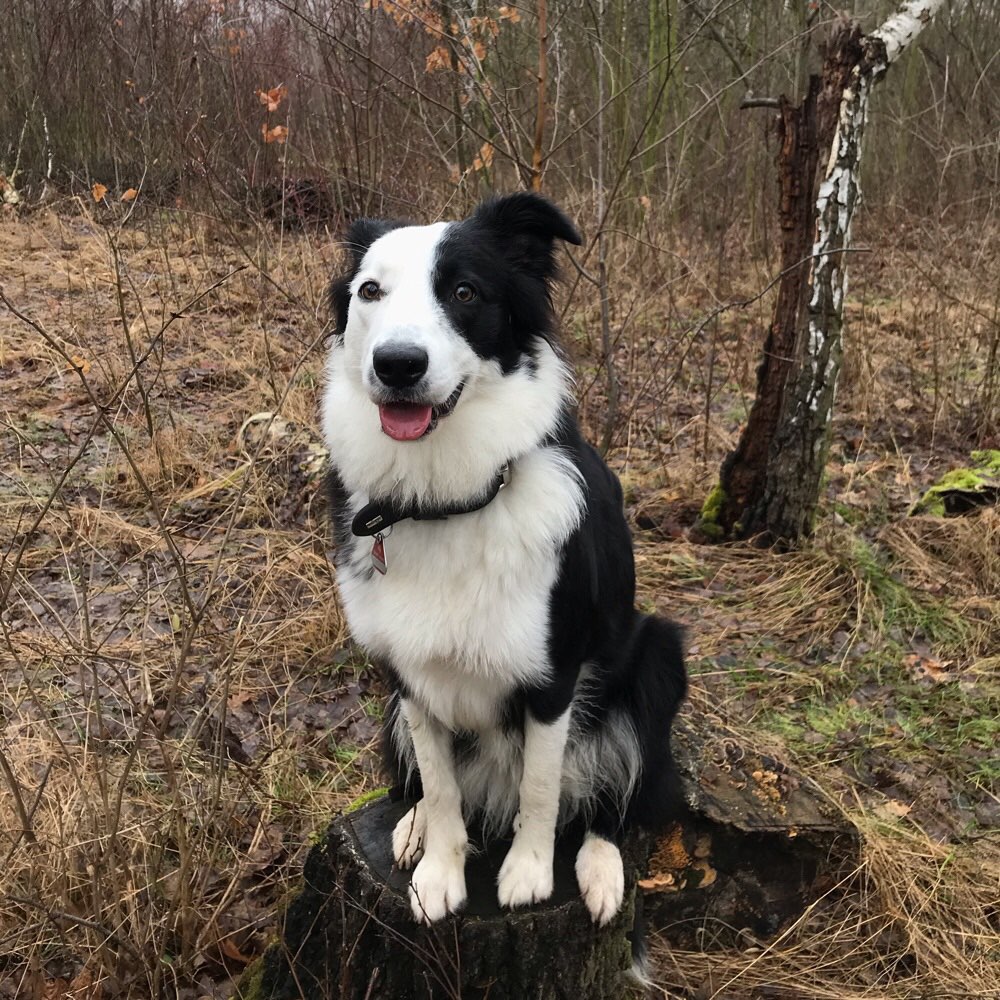 Hundetreffen-Socialwalk&Training-Profilbild