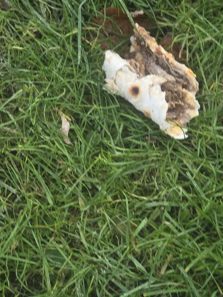 Giftköder-Giftköder-Profilbild