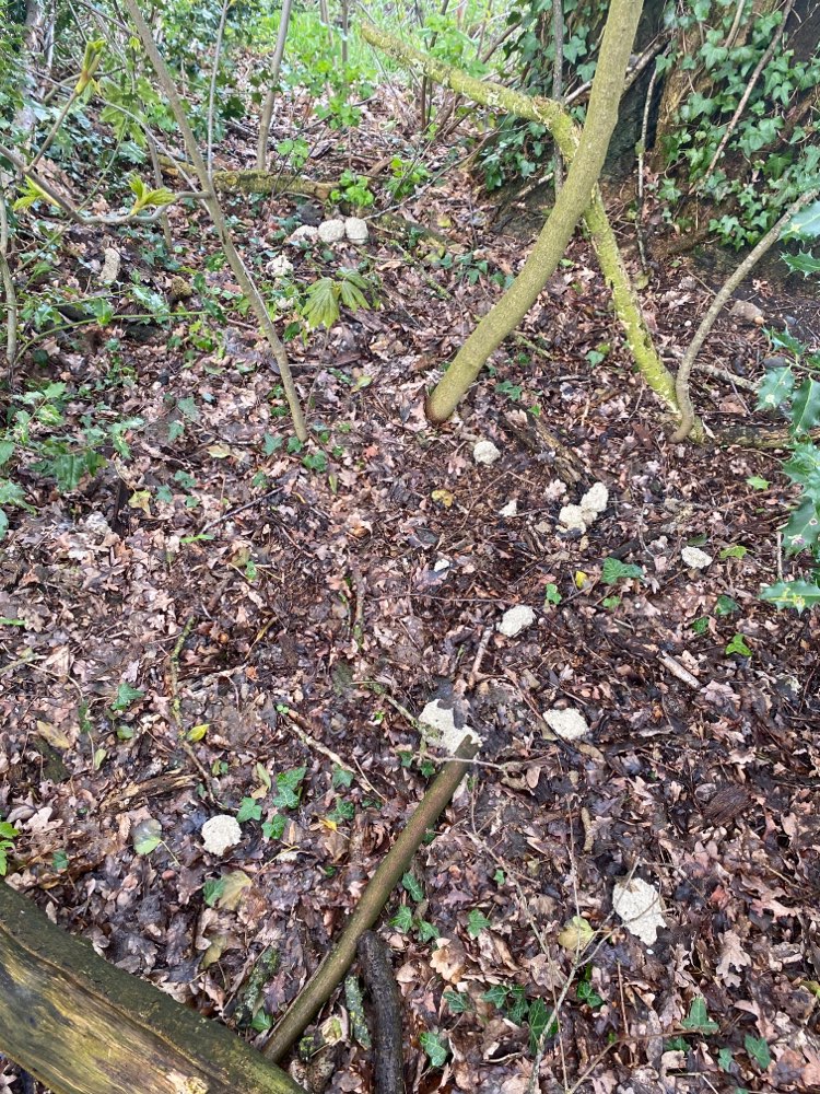 Giftköder-Katzenstreu oder anderes...-Profilbild