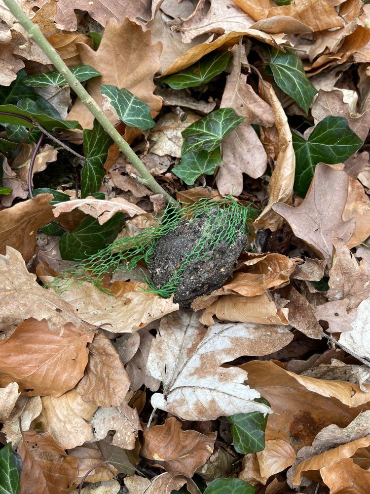 Giftköder-Giftköder-Profilbild