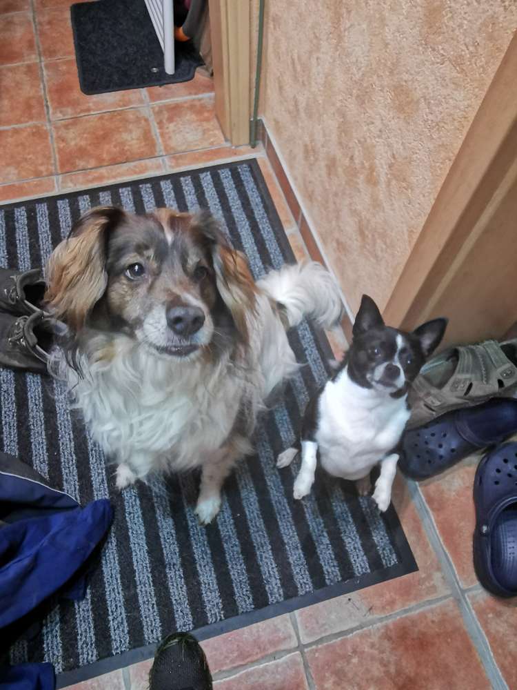 Hundetreffen-Hunderunde in Rethwisch-Profilbild