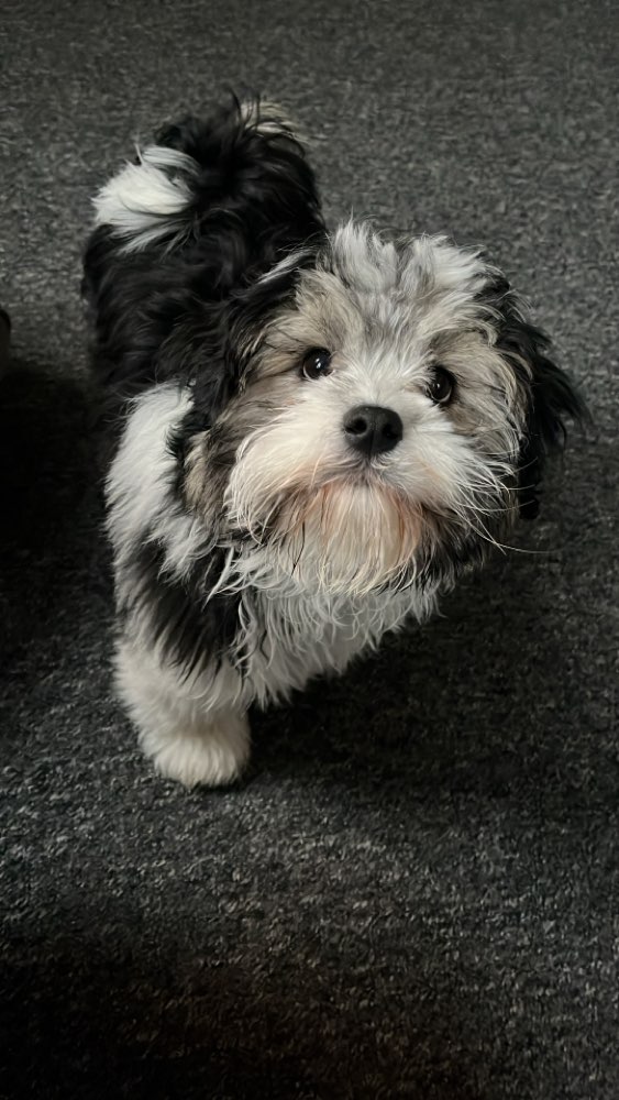 Hundetreffen-Anton sucht Freunde gerne bis 10kg-Profilbild