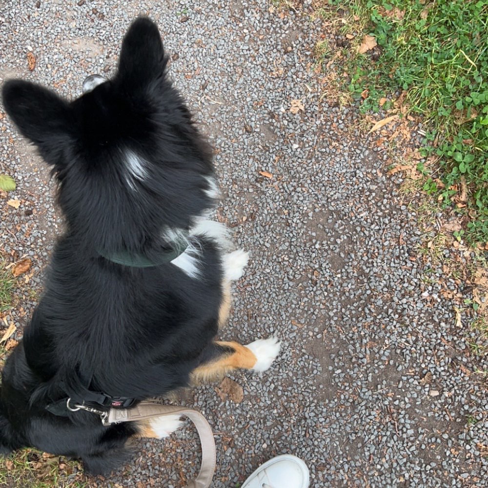 Hundetreffen-gemütliche Gassirunde-Profilbild