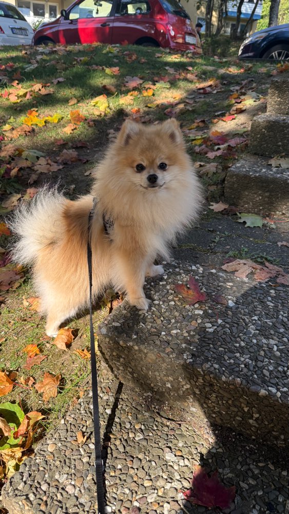Hundetreffen-Hundefreund für Nash gesucht-Profilbild