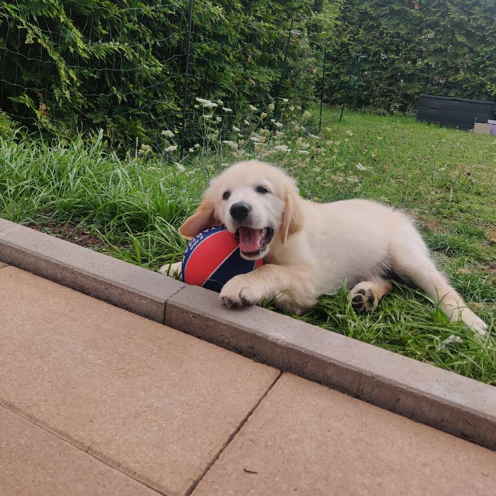 Hundetreffen-Positive Sozialkontakte für Welpen gesucht-Profilbild