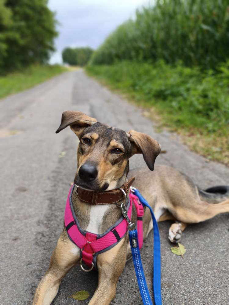Hundetreffen-Spielkontakte-Profilbild