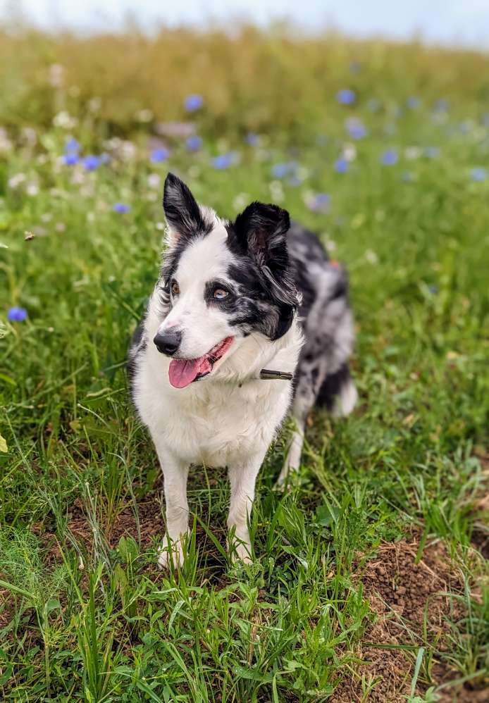 Hundetreffen-Mantrailing Gruppe-Profilbild